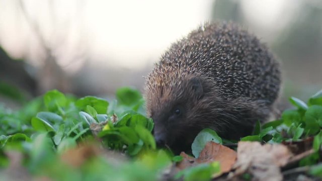 Little guardian of the forest hedgehog inspect his neighbourhood in searching of the meal, Steady cam, slow mo shot