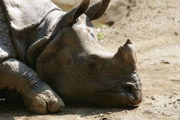 Obraz premium Resting Rhino