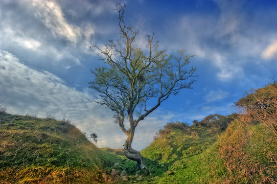 Alter Baum in karger Landschaft © Lars Tuchel