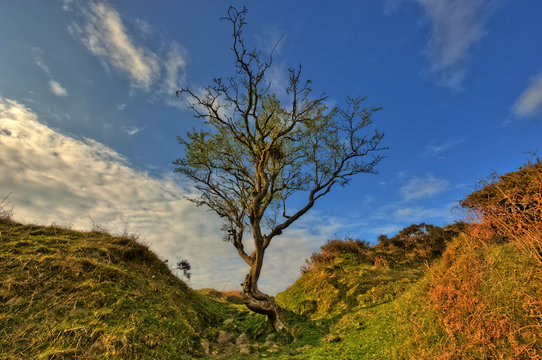 Alter Baum in karger Landschaft © Lars Tuchel