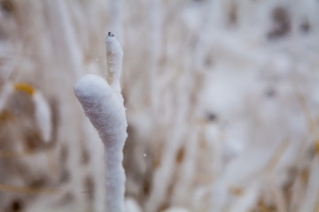 Winters First Snowfall
