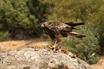 young male of golden eagle