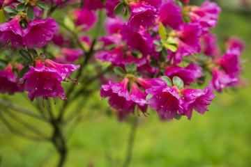 photograph of a Bush with pink flowers