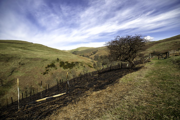 Burnt Out Tree