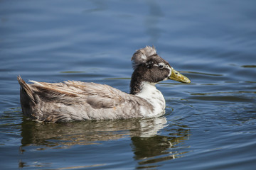 Water Fowl