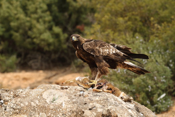 young male of golden eagle