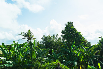 Morning on a tropical island. Fresh tropical greens, palms and blue sky with clouds.