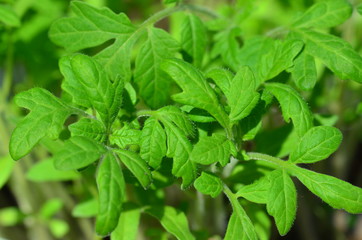 junge Tomatenpflanzen, Nahaufnahme