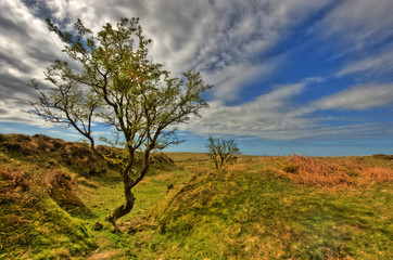 Alter Baum in der Landschaft