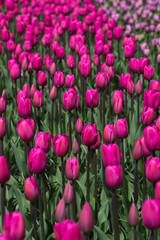 Pinkes Tulpenmeer auf dem Keukenhof