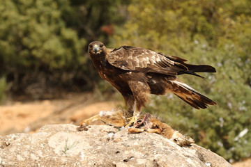 young male of golden eagle