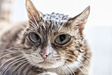 Portrait of a pretty cat 