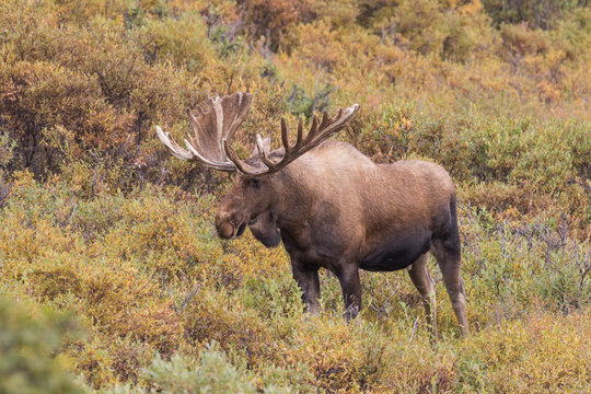 Alaska Yukon Bull Moose in velvet