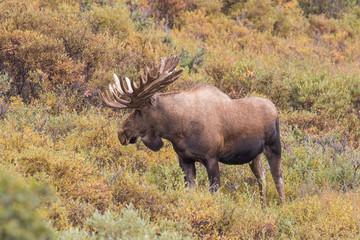 Alaska Yukon Bull Moose in velvet
