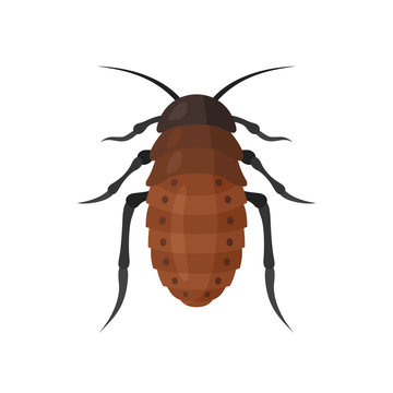 Cockroach vector icon on white background