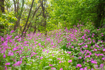 Purple and white wild flowers in the forest field