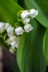 Beautiful flower background . Great spring background, blooming wild flowers.