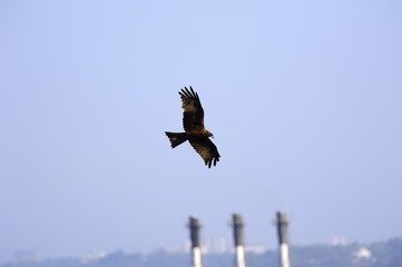 Obraz premium Golden Eagle