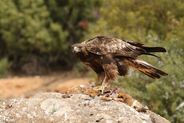 young male of golden eagle