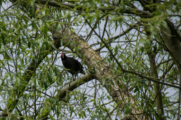 Moorhen in a tree