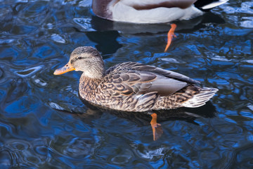 duck on the lake