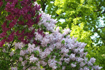 Obraz premium Purple lilac flowers outdoors