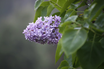 Purple lilac flowers outdoors