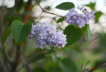 Purple lilac flowers outdoors