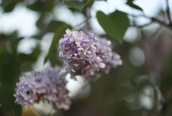 Obraz premium Purple lilac flowers outdoors