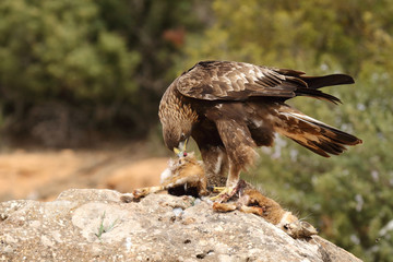 young male of golden eagle