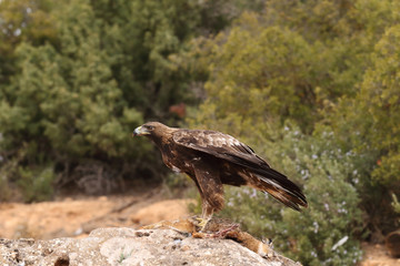 young male of golden eagle
