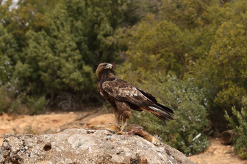 young male of golden eagle