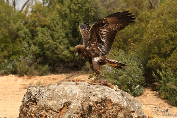 young male of golden eagle