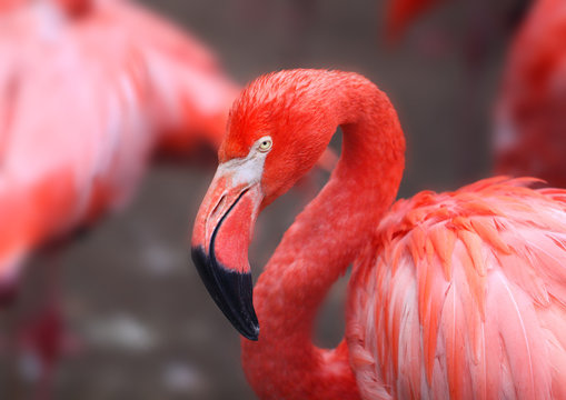 Fototapeta hoto of a beautiful portrait of a red flamingo