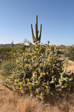Saguaro und blühender Cholla-Kaktus in der Wüste Arizonas im Lost Dutchman State Park in der Nähe von Phoenix