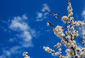 Blossoming of cherry flowers in spring time 