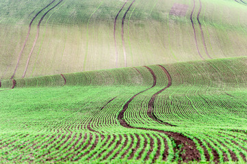 Background/pattern with curves of wavy rolling textured rural fields