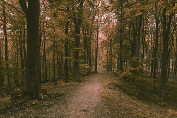 Fototapeta premium Fairy tale forest trail