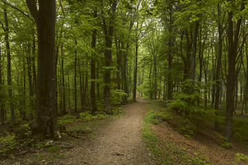 Romantic trail in the forest