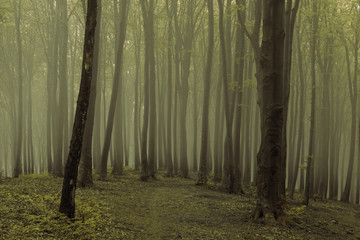 Creepy dark foggy forest