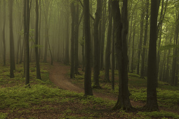 Creepy dark foggy forest