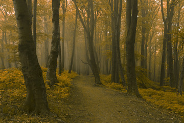 Fairy tale forest scene