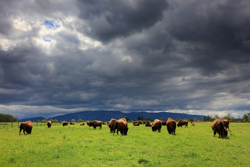 Bison Buffalo Herd - stormy clouds background