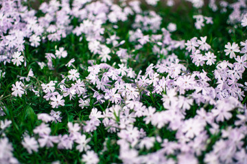 vivid colorful flowers with a green surroundings in the afternoon