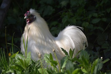Hahn - Seidenhuhn