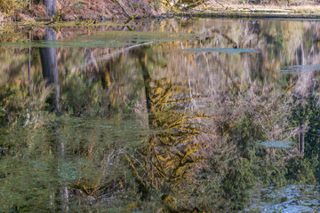 Beautiful ducks swim in a pond. Amazing reflection of fairy forest in the lake. Hoh Rain Forest, Olympic National Park, Washington state, USA