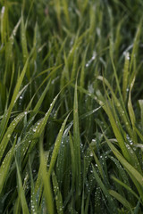 Green grass with drops of water after a rain