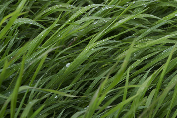 Fototapeta na wymiar Green grass with drops of water after a rain 2