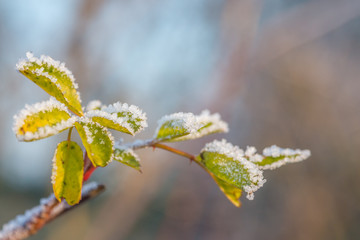 Green leaves covered by ice crystals in January