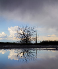The tree and clouds reflected in the puddle